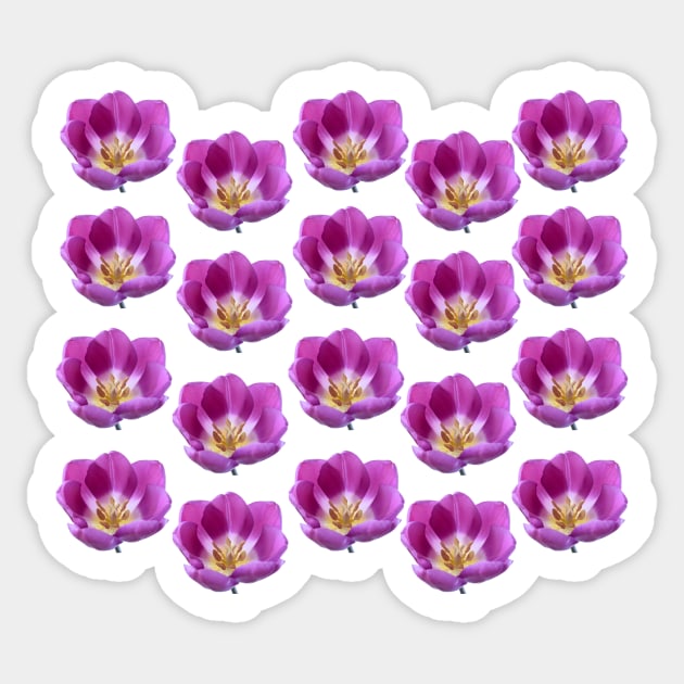 Tulipa 'Purple Flag' Triumph Tulip Sticker by chrisburrows